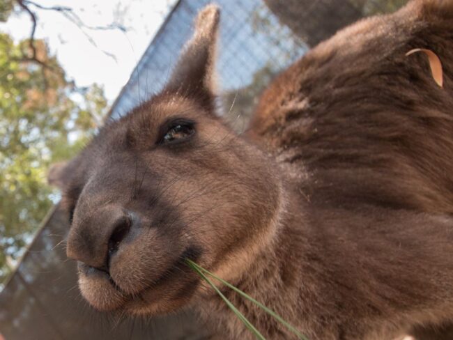 Melbourne, Healesville Sanctuary – Kangaroo Experience